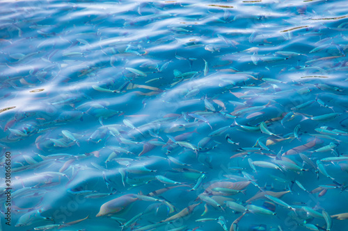 Fish in the blue water of the sea as a background