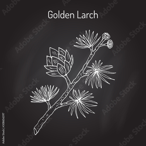 Golden Larch Pseudolarix amabilis   medicinal plant