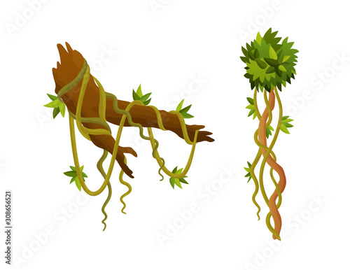 Liana or jungle plant or vine wild greenery winding branches vector stem with leaves isolated decorative elements tropical vines rainforest flora and exotic botany wild curling species and twigs