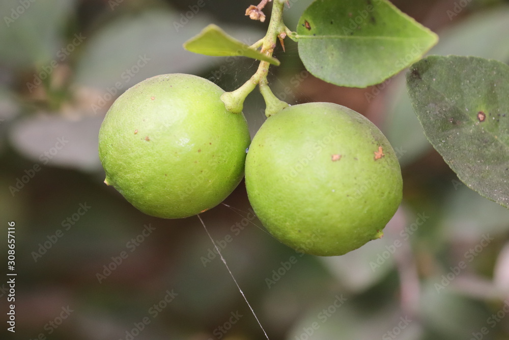 Lemon. Ripe Lemons hanging on tree. Growing Lemon.Fresh green citrus growing in the tree
