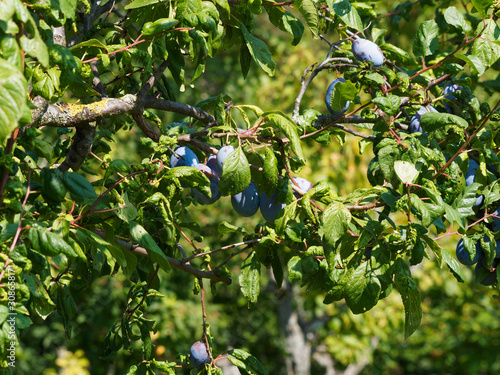 (Prunus domestica) Le prunier cultivé aux prunes savoureuses de couleur bleu-violet photo