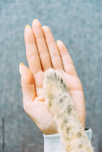 Ginger cat paw on human hand.