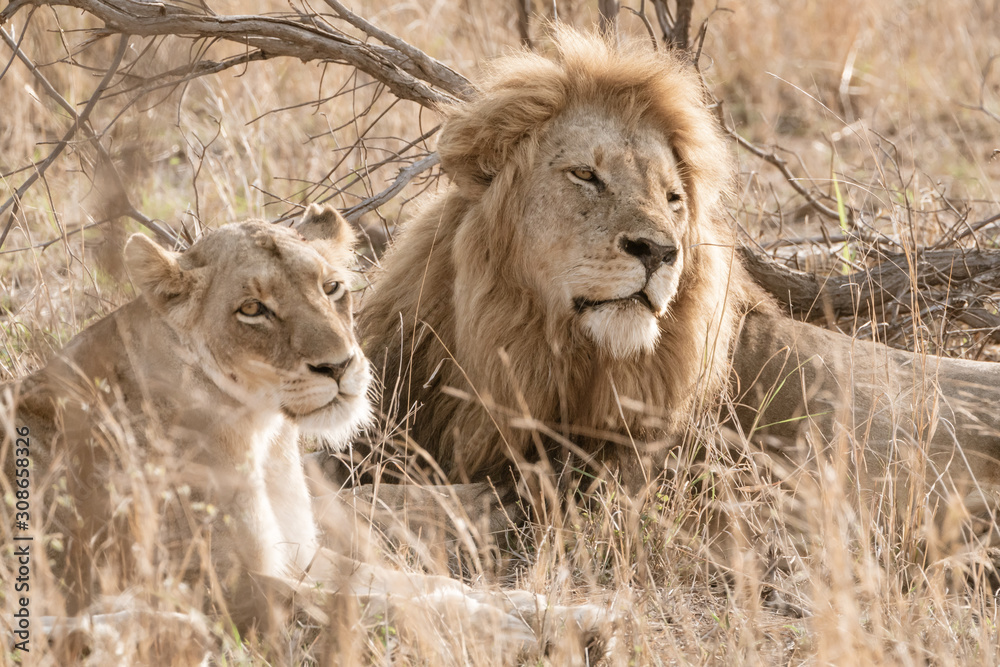Male and female Lion (Panthera leo) resting together, taken in South Africa Male and female Lion (Panthera leo) resting together, taken in South Africa
