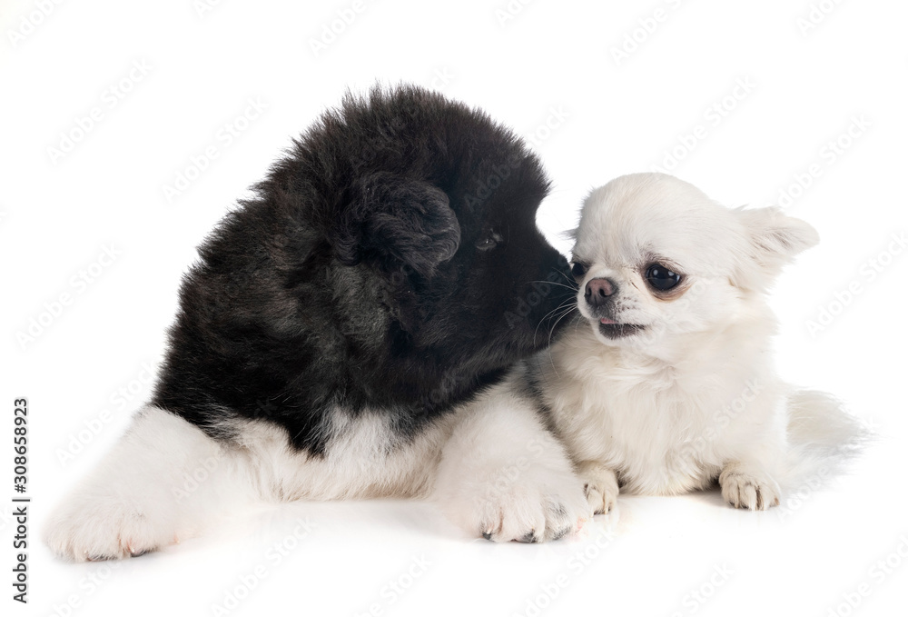 puppy american akita and chihuahua