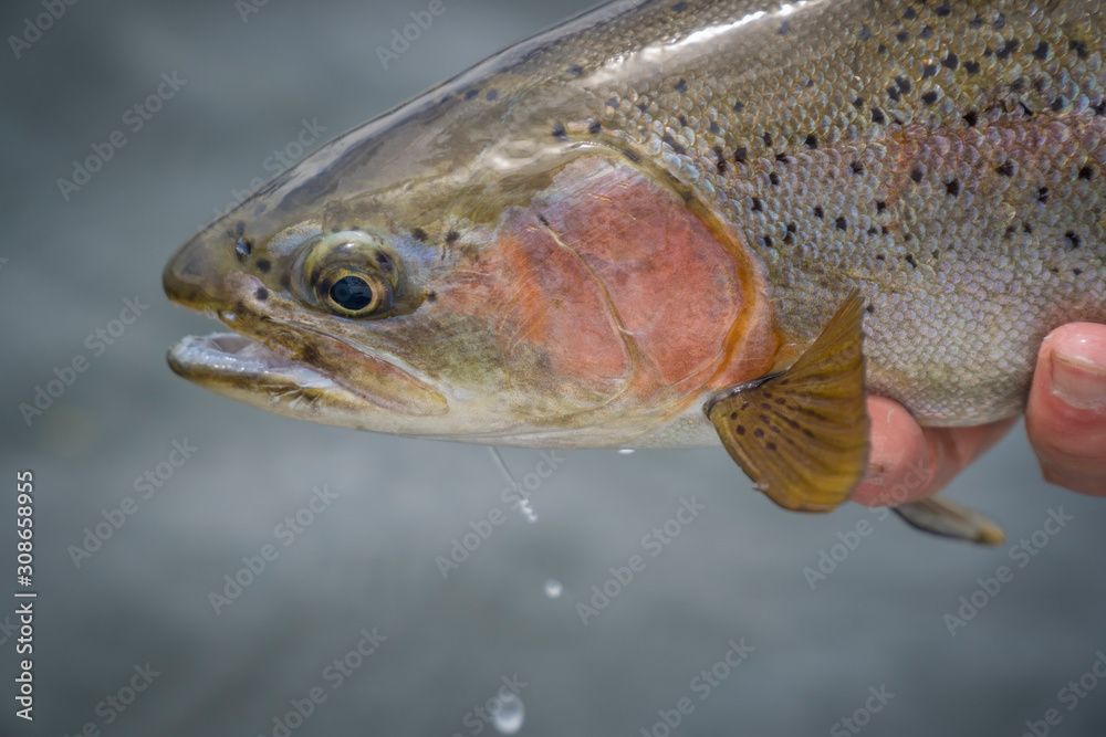 Fototapeta premium Releasing trout