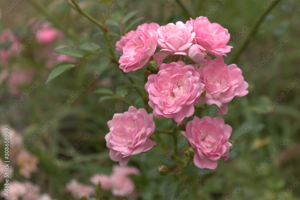 Closeup of beautiful pink rose photographed in organic garden with blurred leaves.Nature and roses concept.Soft focus. Closeup of beautiful pink rose photographed in organic garden with blurred leaves.Nature and roses concept.Soft focus.