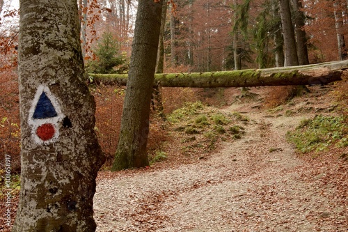 View of a path in the forest with autumn color landscape and a tree with trail signs.