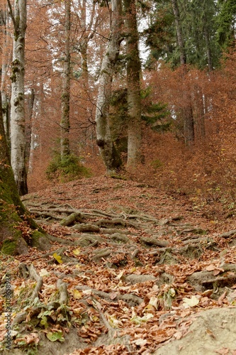 View of a path in the forest with autumn color landscape and roots out of the ground. Vertical.