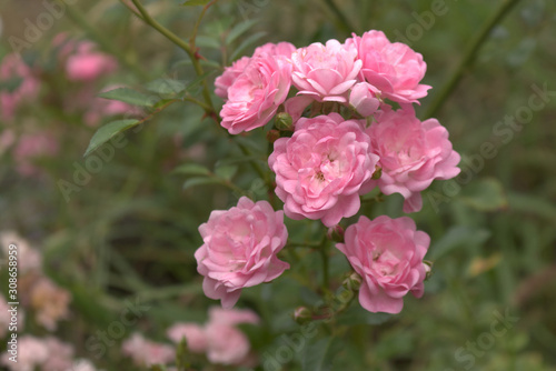 Closeup of beautiful pink rose photographed in organic garden with blurred leaves.Nature and roses concept.Soft focus.