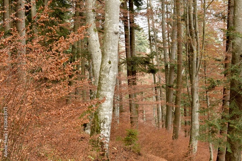 Front view of trees in the forest on autumn season. 