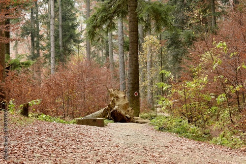 Front view of a path in the forest with autumn color landscape.