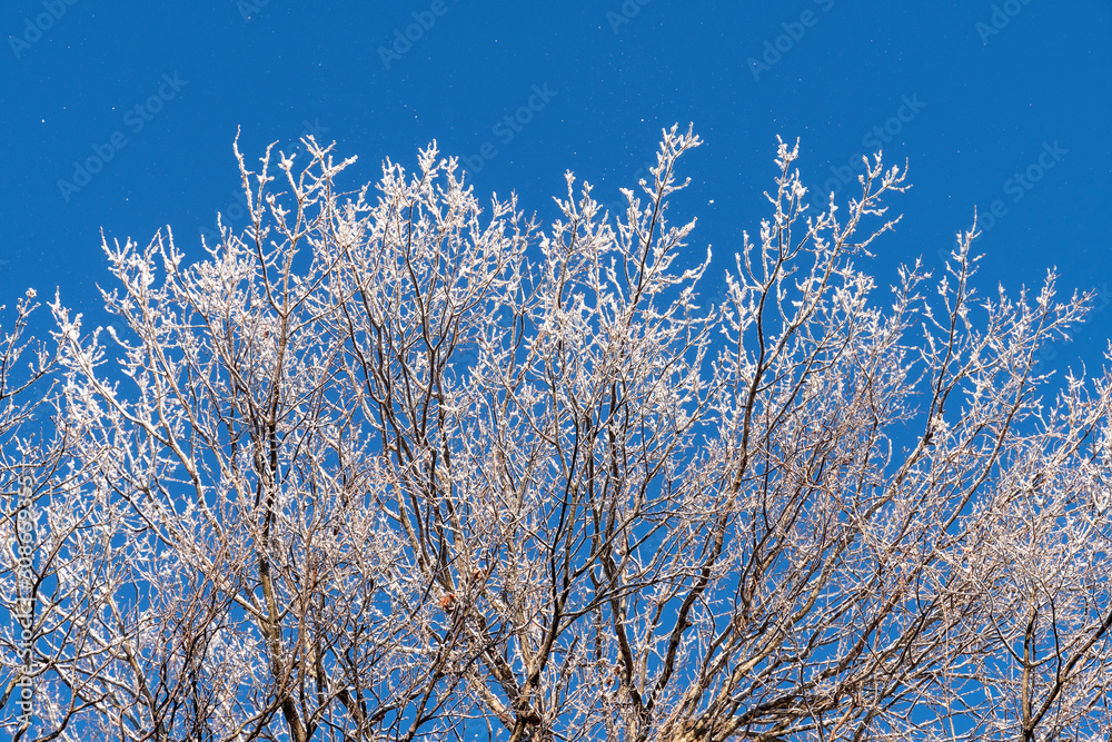 朝日を受ける雪の着いた木