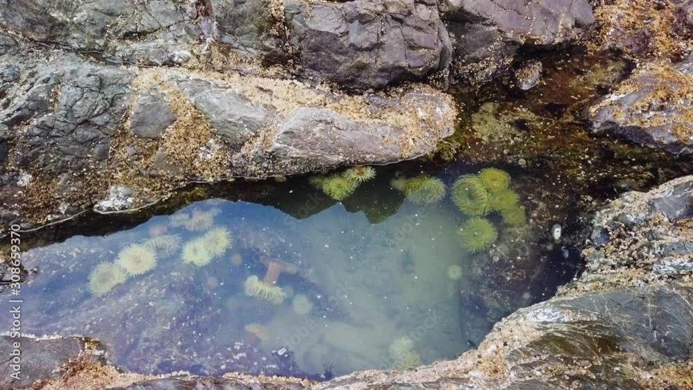 Sea anemone in a tide pool in low tide at Green Point Beach on Vancouver Island Sea anemone in a tide pool in low tide at Green Point Beach on Vancouver Island