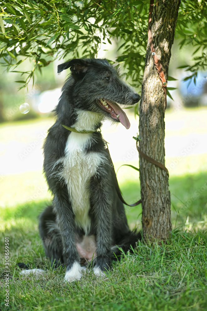 Fototapeta premium happy black and white dog in the summer on a walk, a dog from a shelter, taken to a family