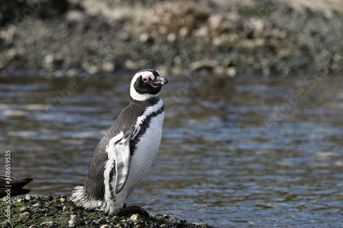 Magellan Pinguin auf Tucker Island. Patagonien. Chile © Benshot