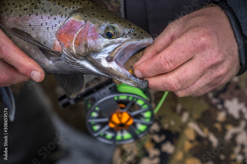 Releasing trout