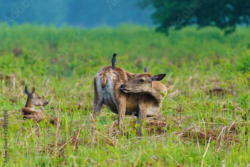 Red deer doe  Cervus elaphus   taken in United Kingdom