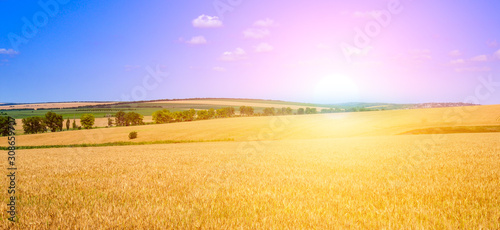 Golden sunset over wheat field. Wide photo.