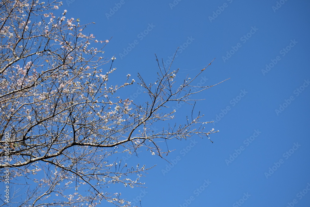 Branches of Shikizakura four season or Winter Cherry Blossoms with blue sky background, Obara, Toyota-City Aichi Japan Branches of Shikizakura four season or Winter Cherry Blossoms with blue sky background, Obara, Toyota-City Aichi Japan