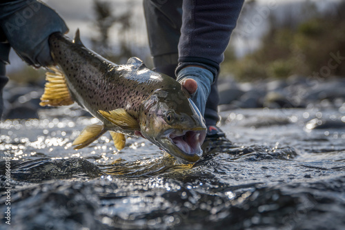 Releasing trout