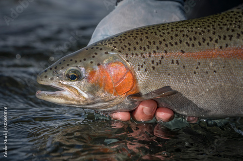 Releasing trout