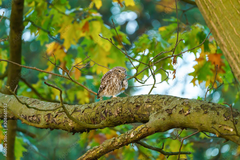 A Little Owl (Athene noctua) perched on a branch in Autumn, taken in the UK A Little Owl (Athene noctua) perched on a branch in Autumn, taken in the UK