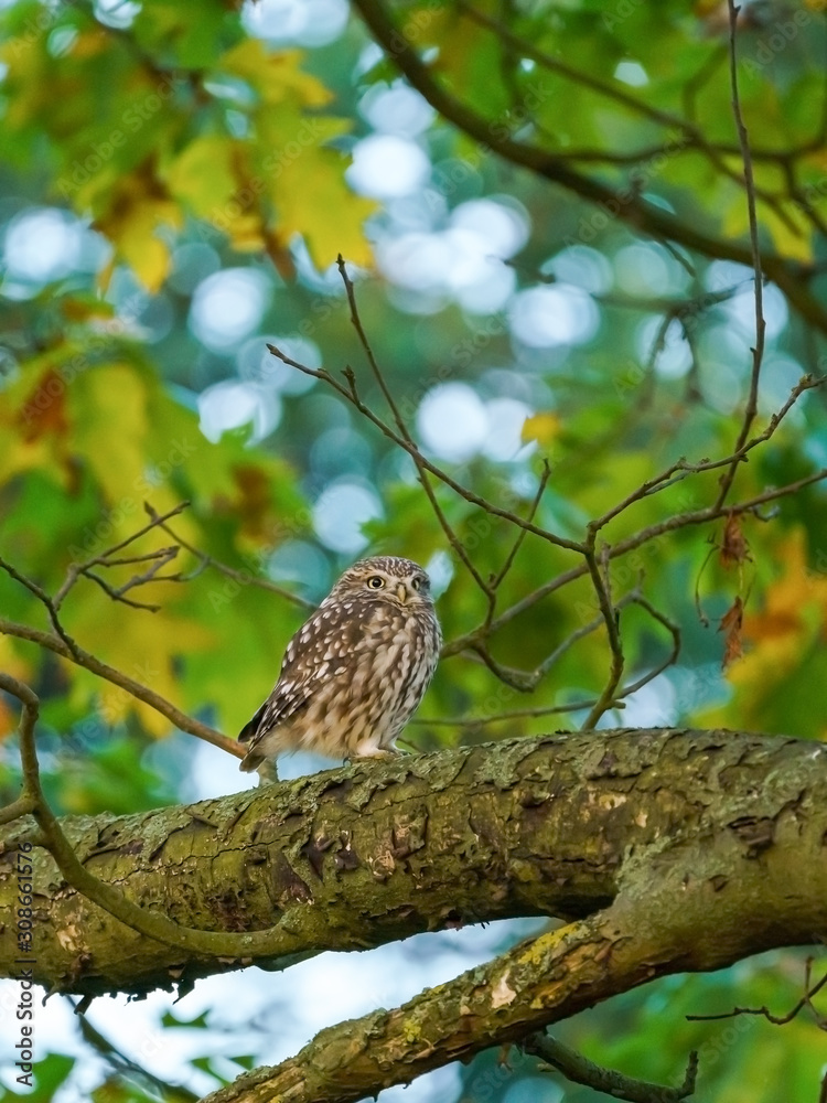 Little owl (Athene noctua) perched on a branch in late evening, taken in the UK Little owl (Athene noctua) perched on a branch in late evening, taken in the UK
