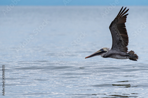 Wild Brown Pelican bird flying over the sea.