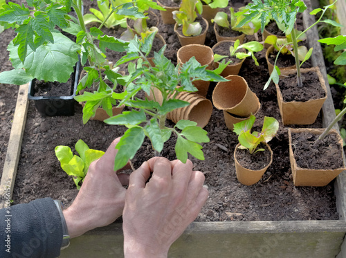 seedlings in peat pots in a little square vegetable garden holding by a gardener