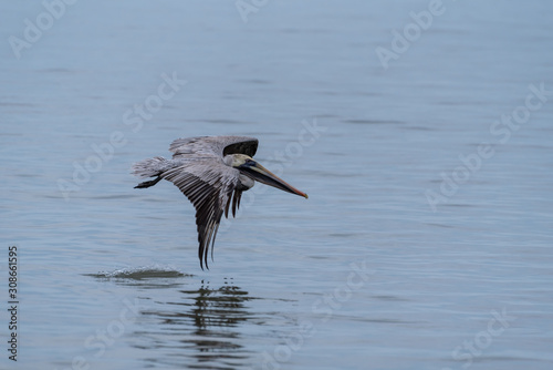 Wild Brown Pelican bird flying over the sea. © Rob Thorley