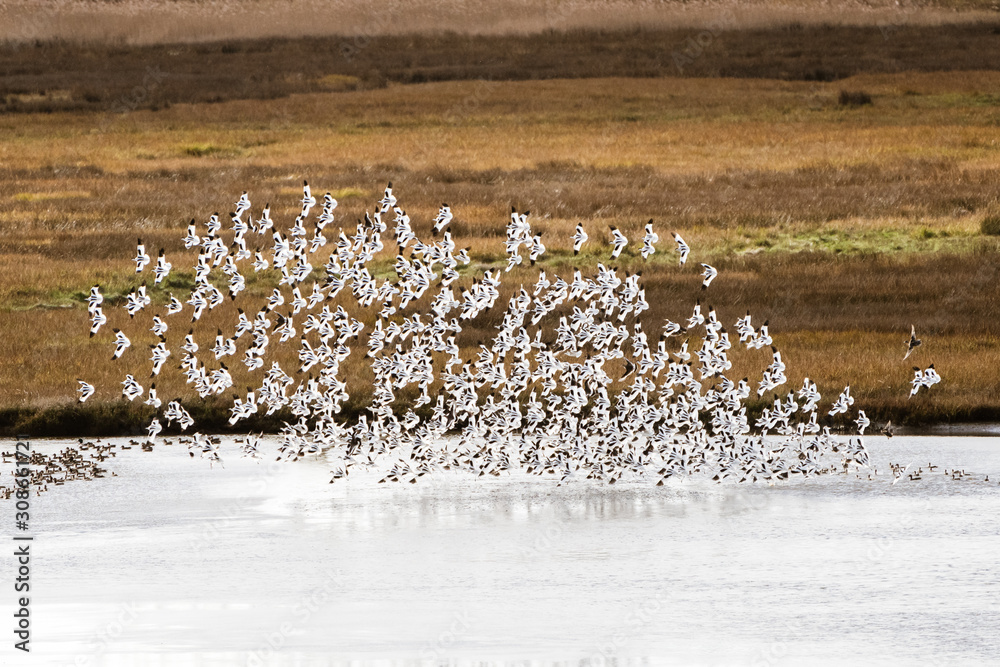 Pied Avocet (Recurvirostra avosetta) flock in flight, taken in the UK