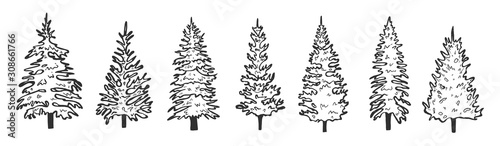 set of spruce.vector graphics. hand drawing. eps