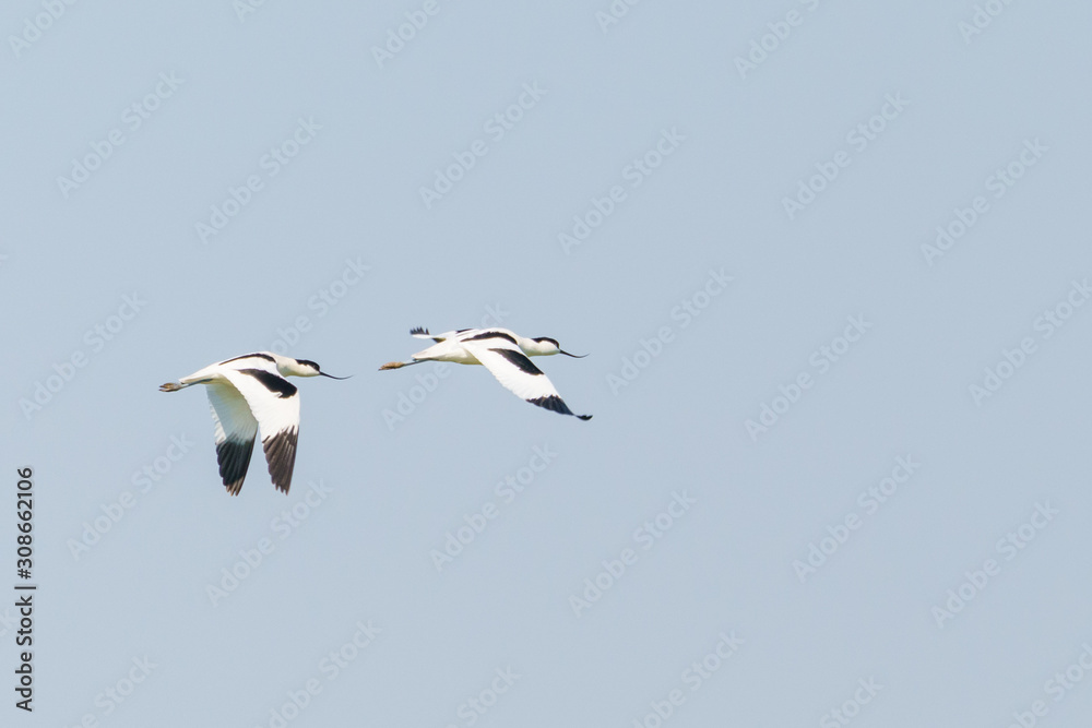 Pied Avocet (Recurvirostra avosetta) in flight, taken in the UK Pied Avocet (Recurvirostra avosetta) in flight, taken in the UK