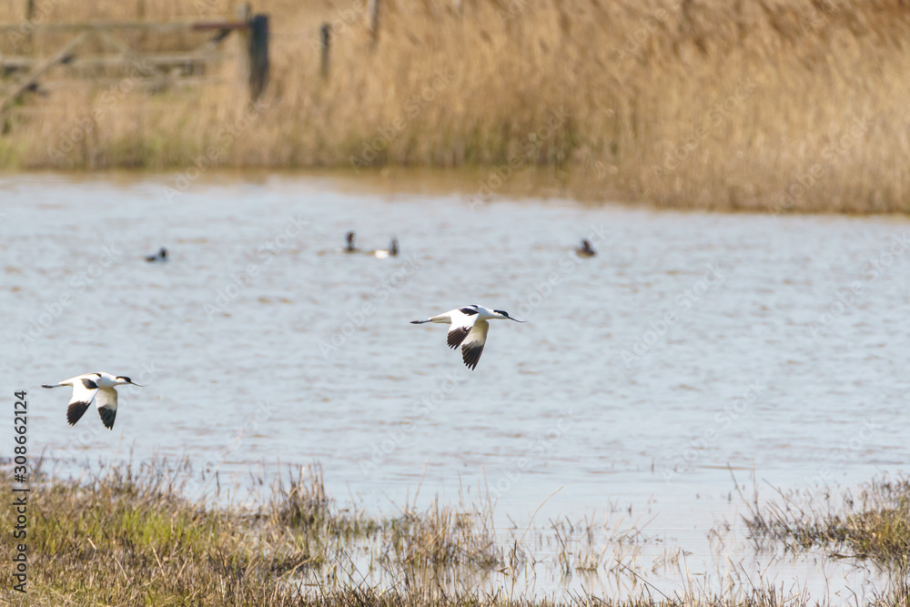 Pied Avocet (Recurvirostra avosetta) in flight, taken in the UK Pied Avocet (Recurvirostra avosetta) in flight, taken in the UK