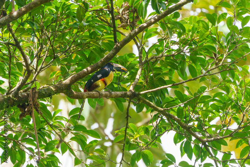 Collared Aracari (Pteroglossus torquatus) perche din a tree, taken in Costa Rica photo