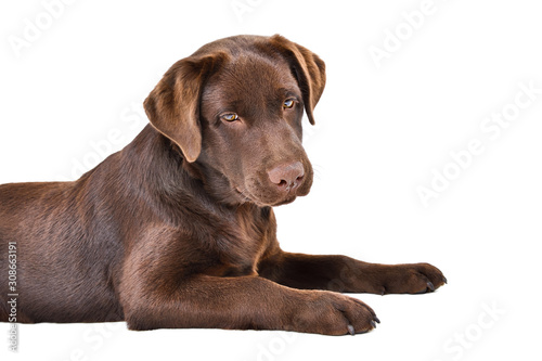 Curious funny Labrador puppy lying isolated on white background