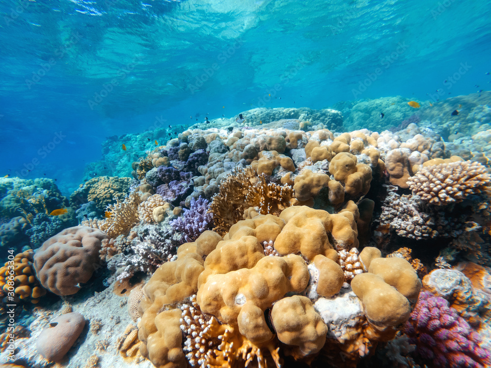 Fototapeta premium colorful corals and exotic fishes at the bottom of the Red sea. beautiful natural summer background