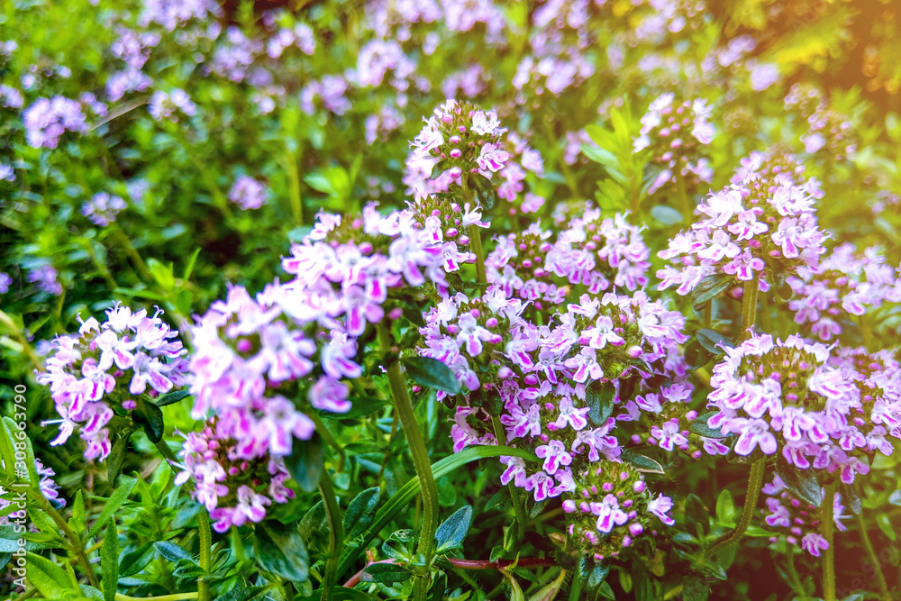 Broad-leaved thyme, lemon thyme. Thymus pulegioides. Nature Broad-leaved thyme, lemon thyme. Thymus pulegioides. Nature
