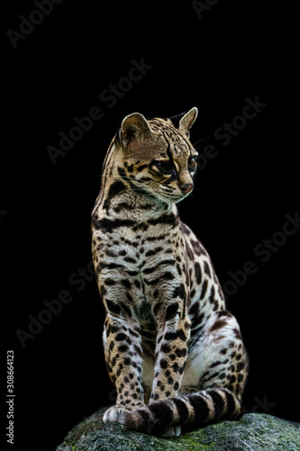 Foto Female Margay (Leopardus wiedii) early morning in forest in Csota Rica