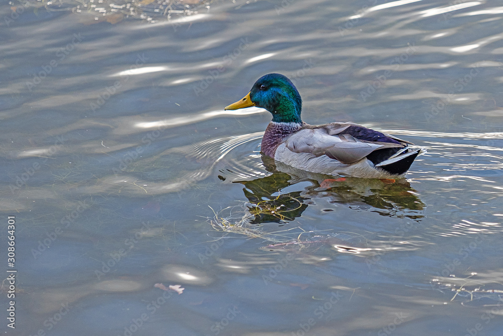 Obraz premium wild duck quietly swims in the gray autumn water