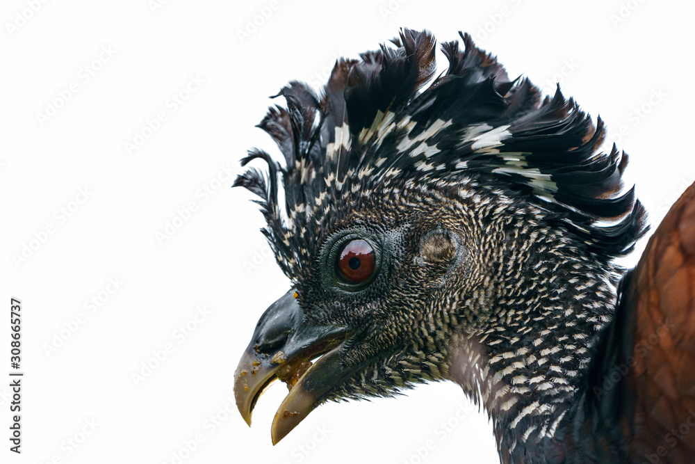 Fototapeta premium Great Curassow (Crax rubra) female, taken in Costa Rica