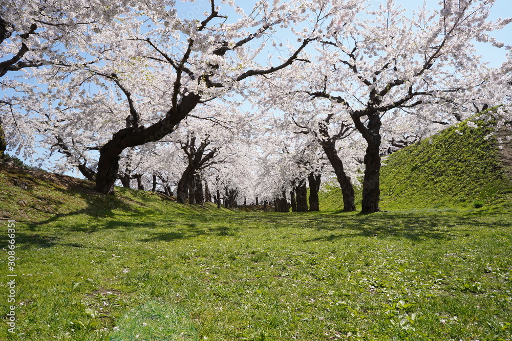 Cherry blossom trees in a park