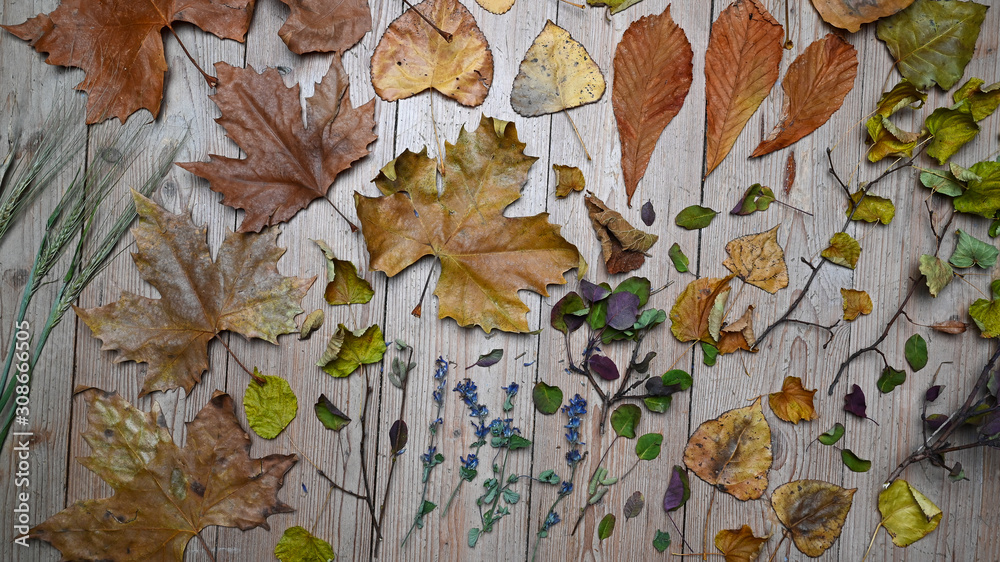 Hintergrund mit herbstlichen Blätternauf Holzboden natur - Potpourri