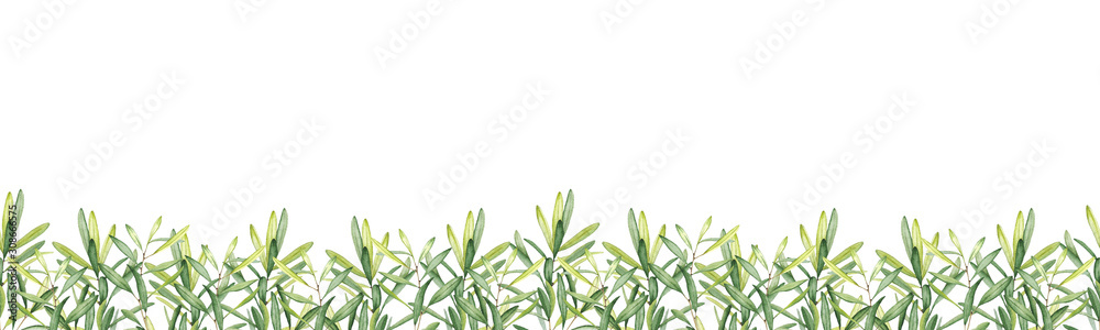 Watercolor seamless borders with olive branches and leaves. Isolated illustration on white background. Botanical banner for design or printing.