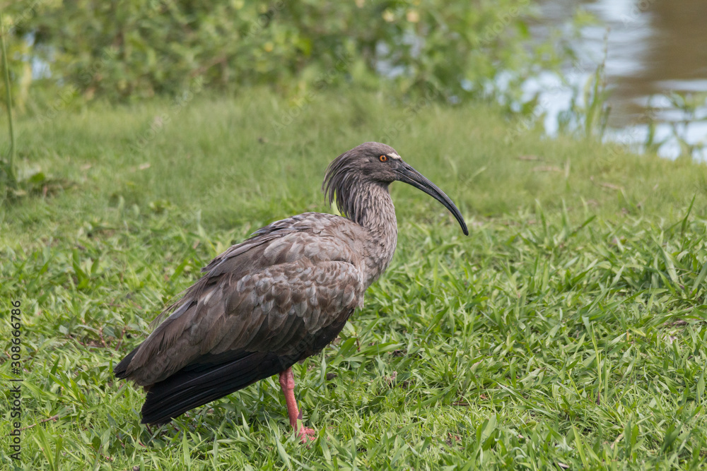 Naklejka premium Plumbeous ibis in the Pantanal, Brazil, South America