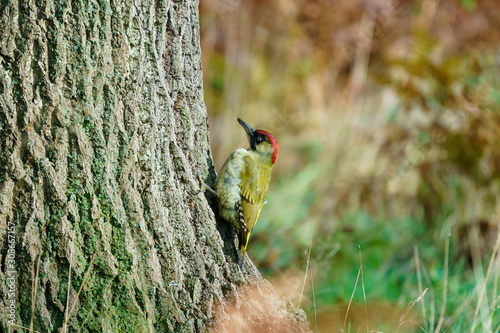 Green Woodpecker (Picus viridis) oerched on a tree, taken in the UK photo