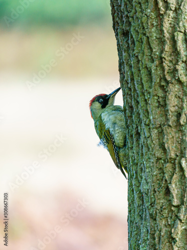 Green Woodpecker (Picus viridis) oerched on a tree, taken in the UK photo