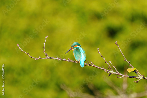 Common Kingfisher (Alcedo atthis), taken in the UK