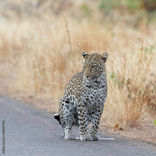 One leopard marking its territory on a tarred road in Kruger national Park, South Africa