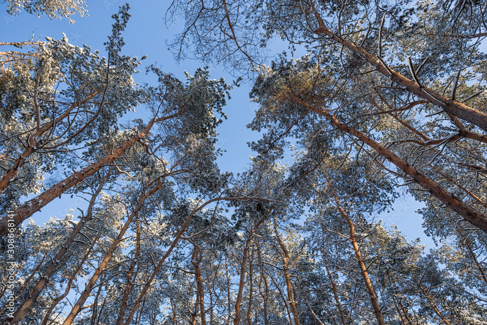 Fototapeta premium frozen tops of pine trees in forest